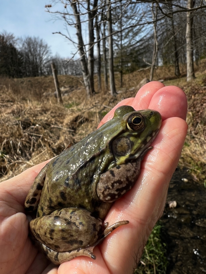 Green Frog